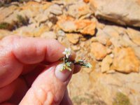 Flora-Silky Wilsonia [Wilsonia humilis] 2014-10-27 04 : Pt Lowly, South Australia, Spencer Gulf, Whyalla, Point Lowly, Eyre Peninsula, Flora, Wilsonia humilis, Silky Wilsonia, Flower, Convolvulaceae